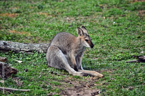 Young cute wild gray wallaby kangaroo
