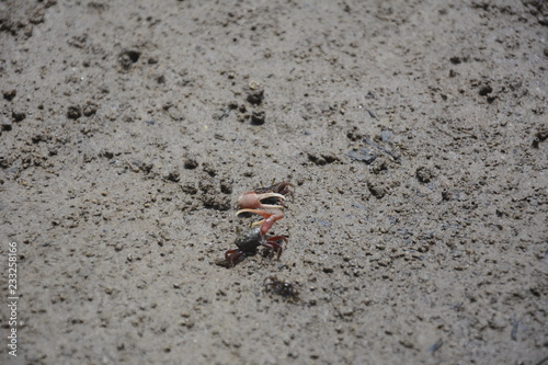  small crab, planeta ivertebrados caranguejos