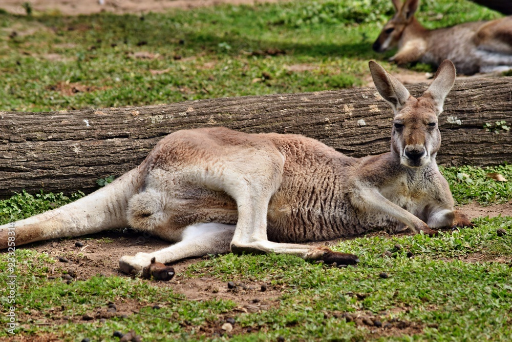 Wild red kangaroo resting in the park Wild red kangaroo resting in the park