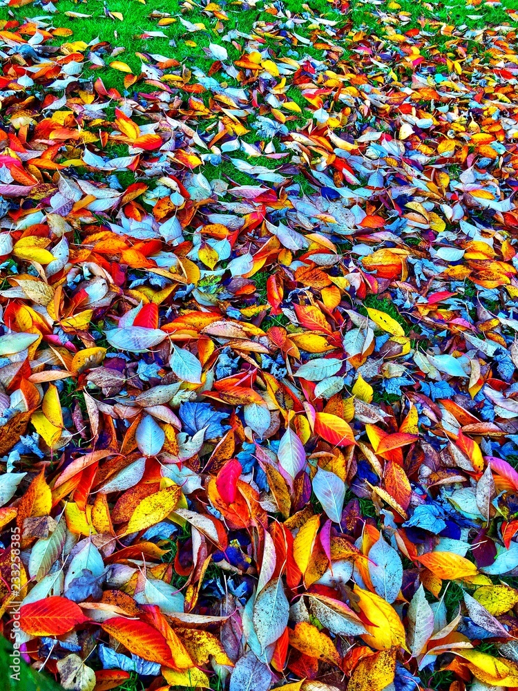 Fallen Leaves Fallen Leaves
