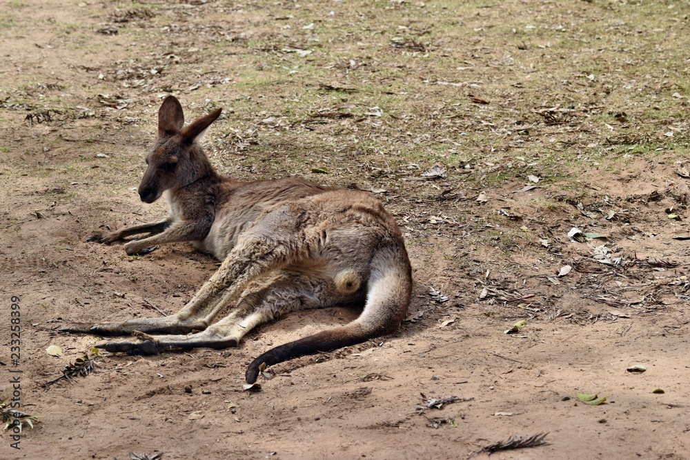 Wild red kangaroo resting in the park Wild red kangaroo resting in the park