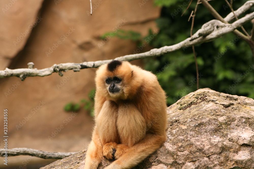 Fototapeta premium Gibbon Weiß Zoo Hannover