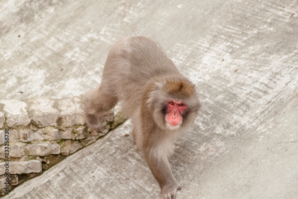 Fototapeta premium monkey