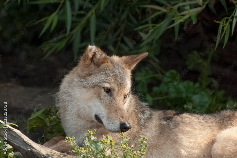 Fototapeta premium wolf