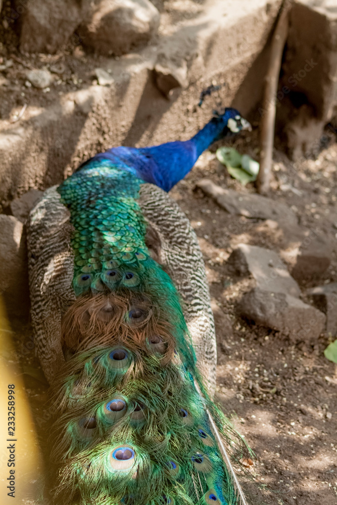 Obraz premium peacock