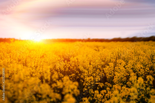 colorful landscape of blossom rapeseed on sundown.