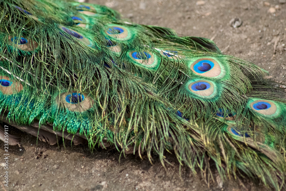 Obraz premium peacock