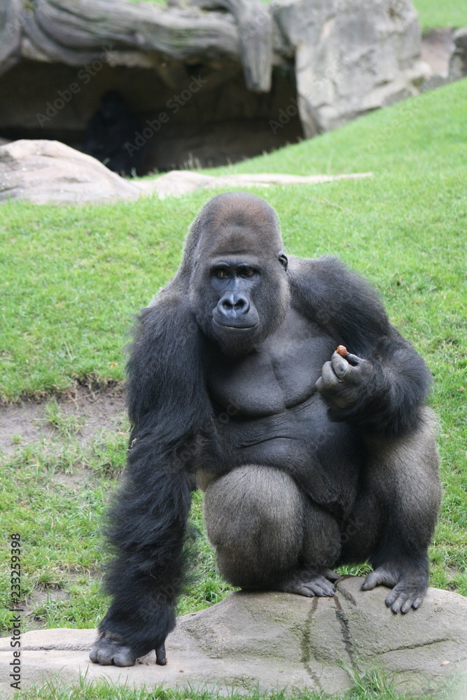 Gorilla Männchen Zoo