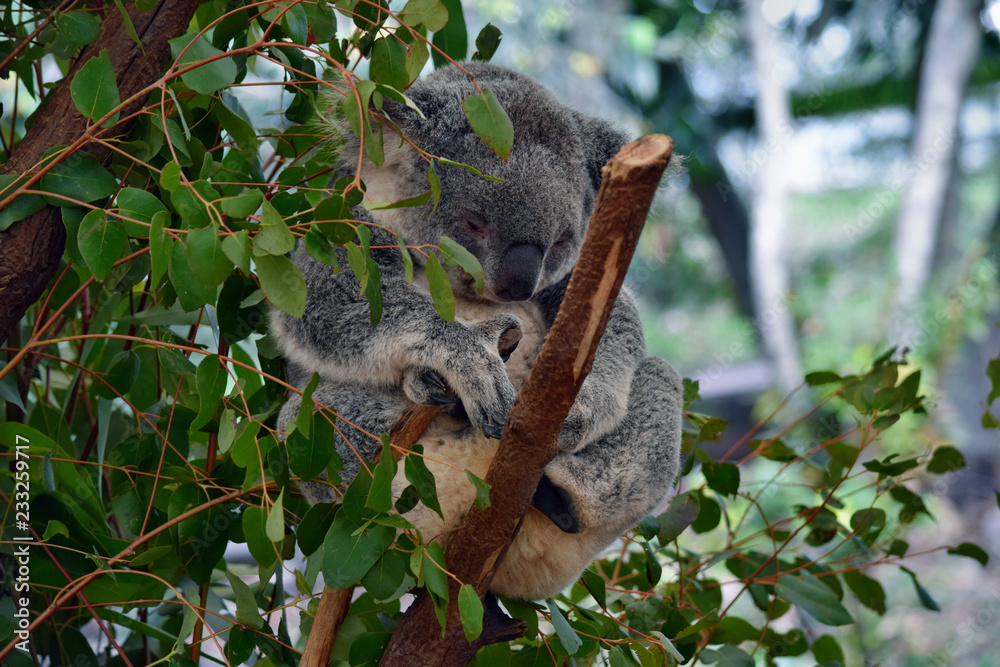 Fototapeta premium Śliczna koala śpi na eukaliptusie z gałęzi drzewa