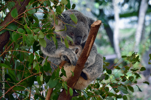 Cute koala sleep on a tree branch eucalyptus