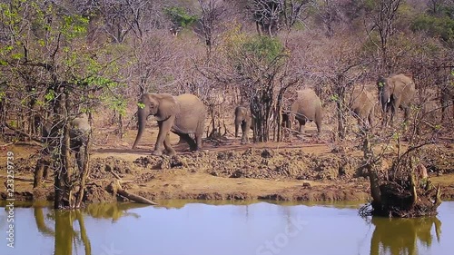 African bush elephant in Kruger National park, South Africa ; Specie loxondonta african family of elephantidae photo