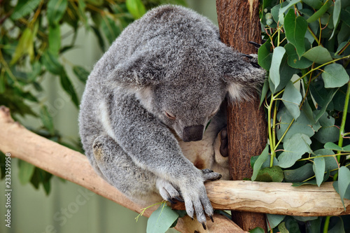 Cute koala sleep on a tree branch eucalyptus