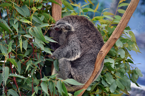 Fototapeta Naklejka Na Ścianę i Meble -  Cute koala is sleeping on a tree branch eucalyptus
