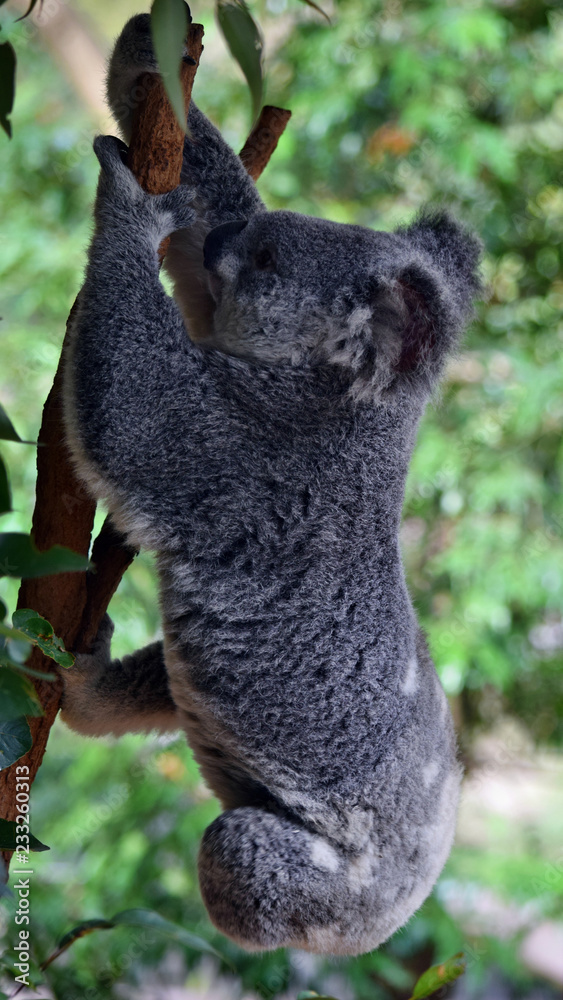 Obraz premium Śliczny zwinny koala skaczący na gałęzi drzewa eukaliptusa