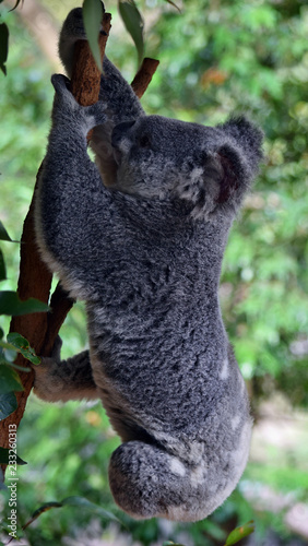 Cute agile koala jumping  on a tree eucalyptus branch