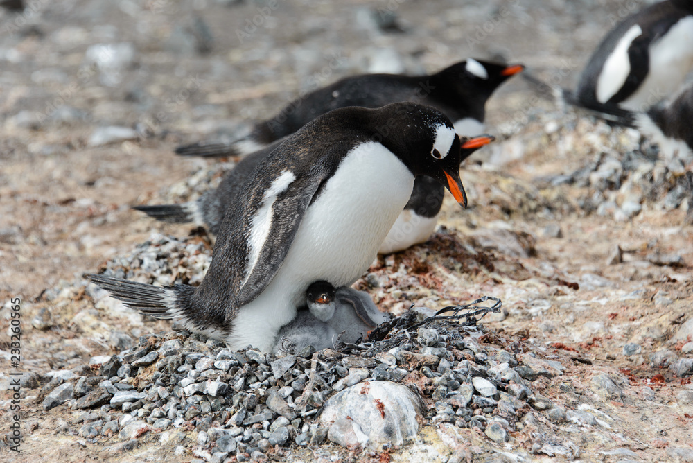 Fototapeta premium Gentoo penguin with chicks in nest
