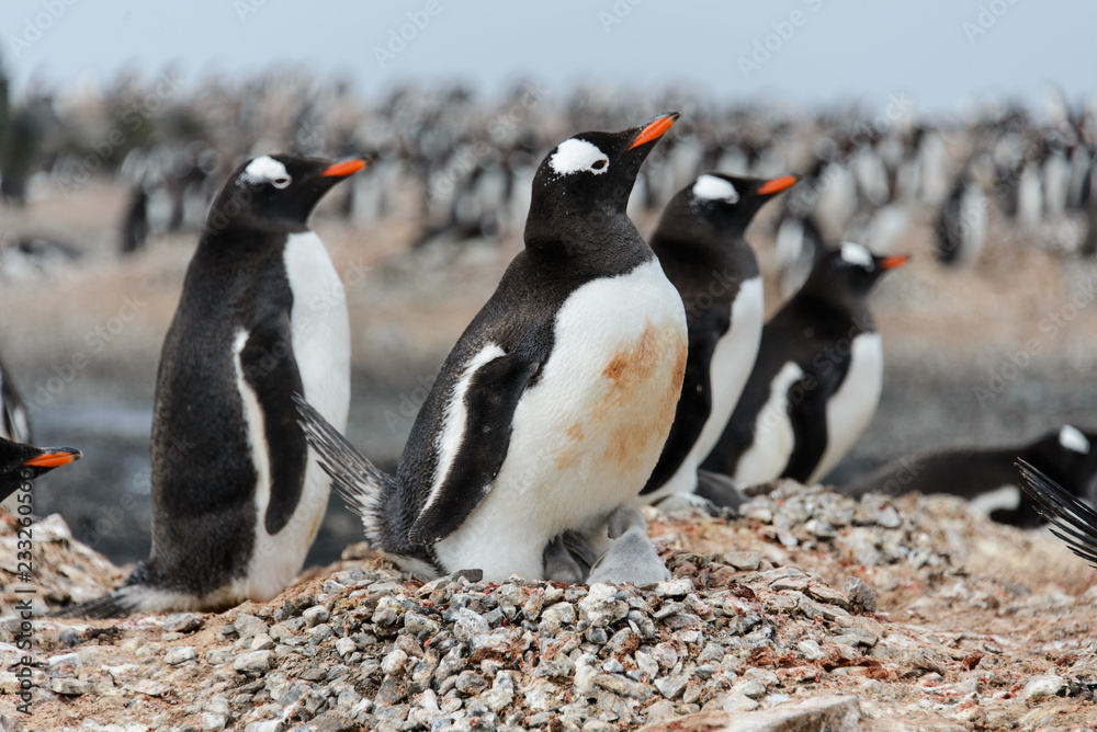 Obraz premium Gentoo penguin with chicks in nest