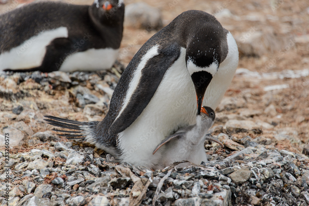 Naklejka premium Gentoo penguin with chick in nest
