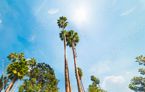 Palm trees under a shining sun in Hollywood