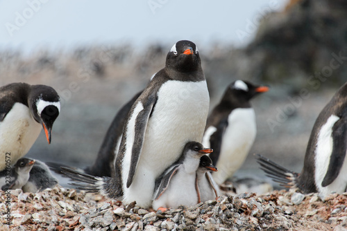 Gentoo penguin with chicks in nest