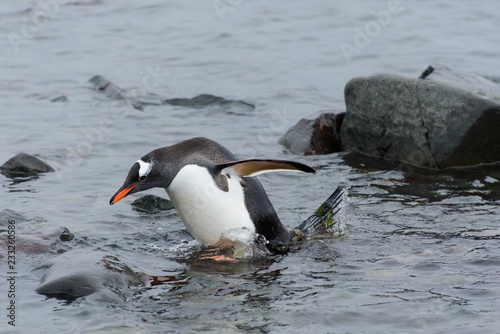 Gentoo penguin going in water