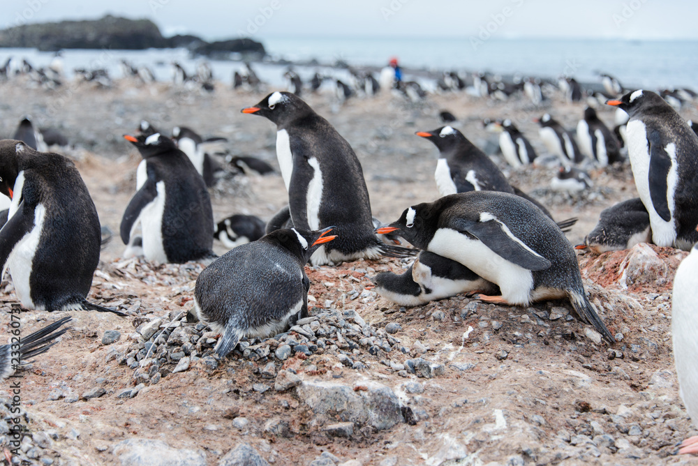 Fototapeta premium Gentoo penguin in nest aggressive open beak
