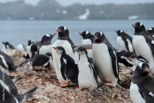 Gentoo penguin with chicks in nest