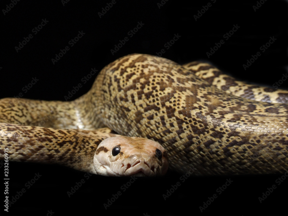 Naklejka premium Granite Bermese Python snake