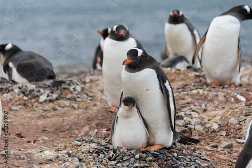 Gentoo penguin with chick in nest