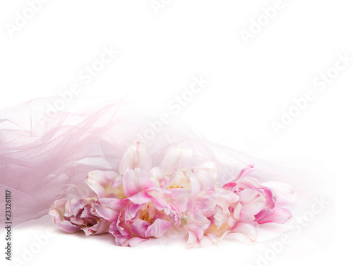 Flowers shrouded in light cloth isolated on white background
