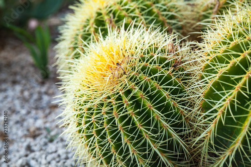Huge spherical cactus in garden
