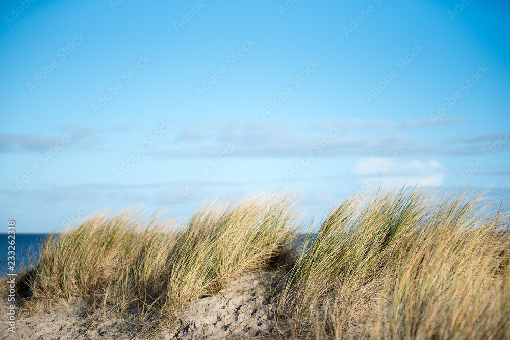 dune.grasses
