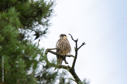 Northern Hobby (Falco subbuteo) photo