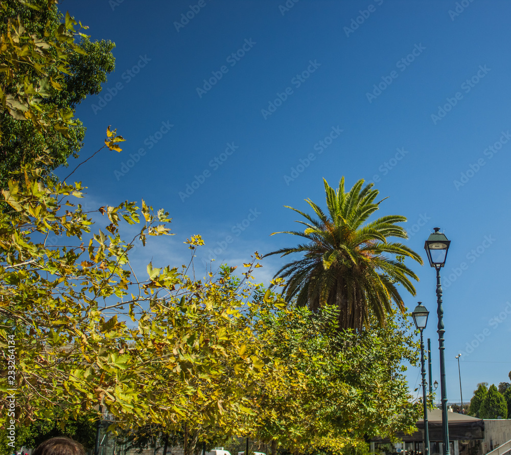 Fototapeta premium south city street park outdoor environment with park trees and lantern in summer bright clear weather day time