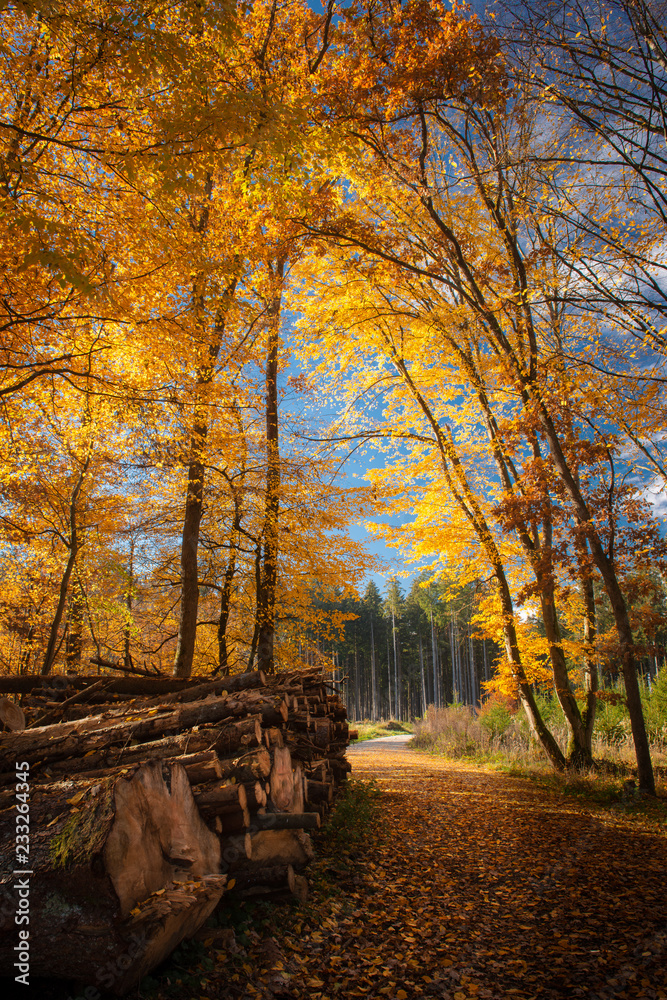 Colorful Autumn Forest