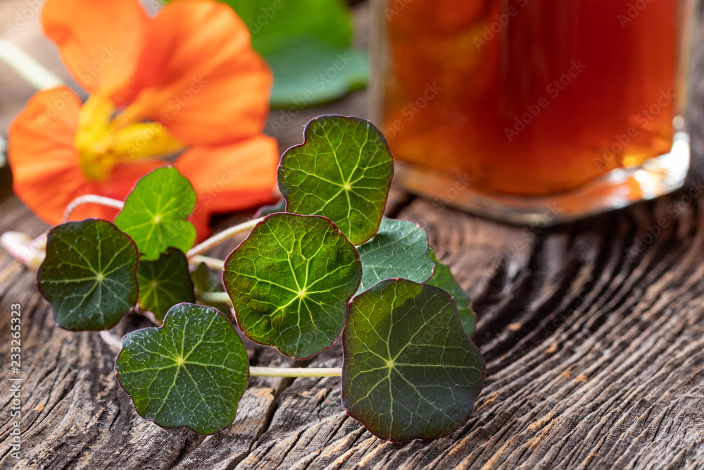 Young nasturtium leaves with a bottle of tincture and a nasturtium flower in the background Young nasturtium leaves with a bottle of tincture and a nasturtium flower in the background