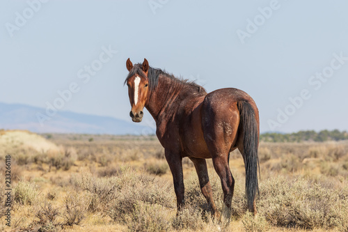 Wild Horse in the Colorado High Desert in Summer