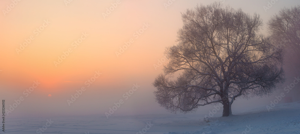 Panorama of winter misty dawn