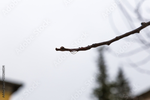 Twig of a Tree Wet by Rainwater, Villetta Barrea, Abruzzo, Italy. October 13, 2017 photo