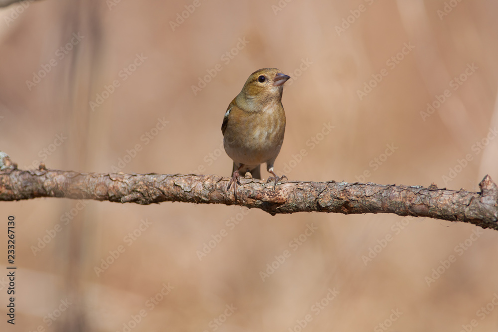 Chaffinch sits in a forest park on a larch branch under the rays of the spring sun.