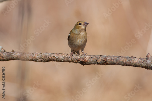 Chaffinch sits in a forest park on a larch branch under the rays of the spring sun.