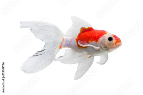 Gold fish isolated on white background, colorful carassius auratus