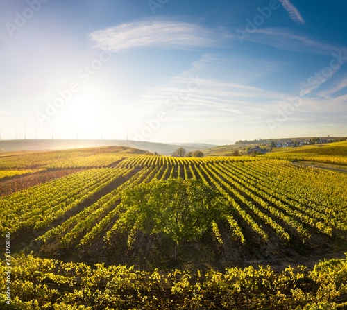 Golden Autumn Sunset over Vineyards in Germany - Pfalz