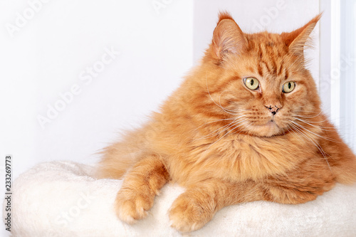 Fototapeta Naklejka Na Ścianę i Meble -  Close-up Portrait of red tabby ginger Maine Coon Cat, laying on white table