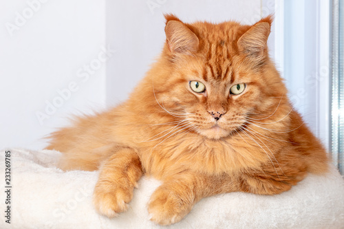 Close-up Portrait of red tabby ginger Maine Coon Cat, laying on white table