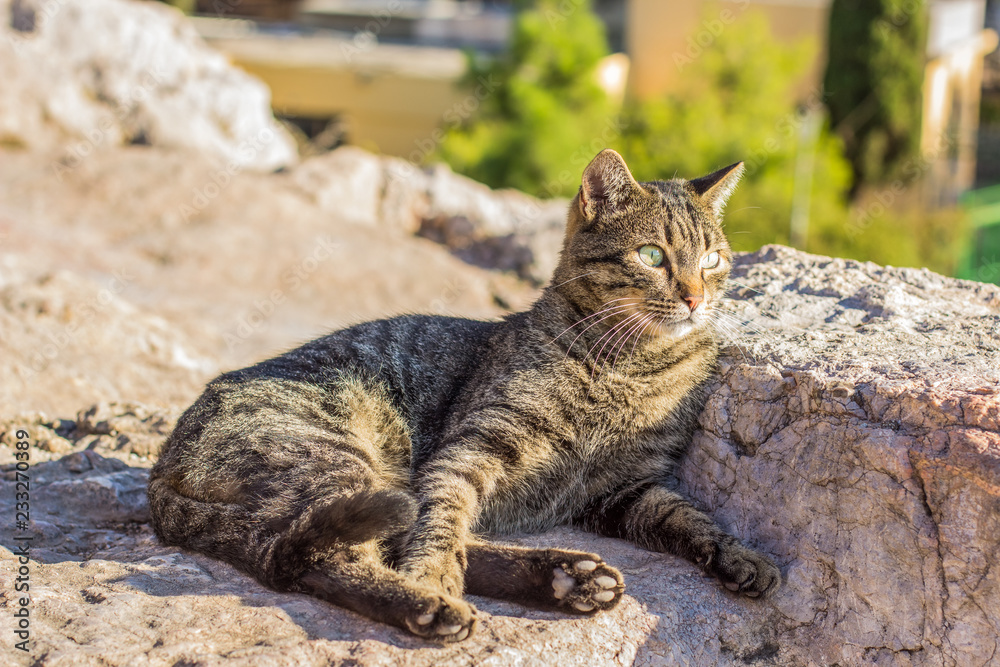 street stripped gray cat looking side ways and lay on stones in summer warm weather time street stripped gray cat looking side ways and lay on stones in summer warm weather time