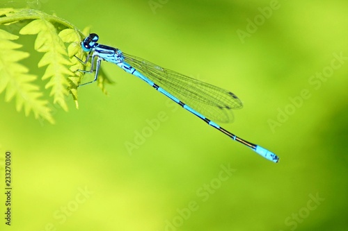 dragonfly on leaf © vartzbed
