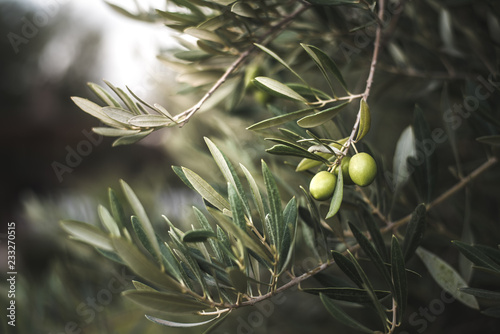 Vászonkép Green olive tree in morocco