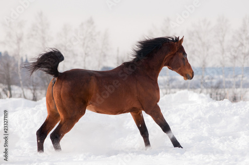 bay arabian horse runs free in winter
