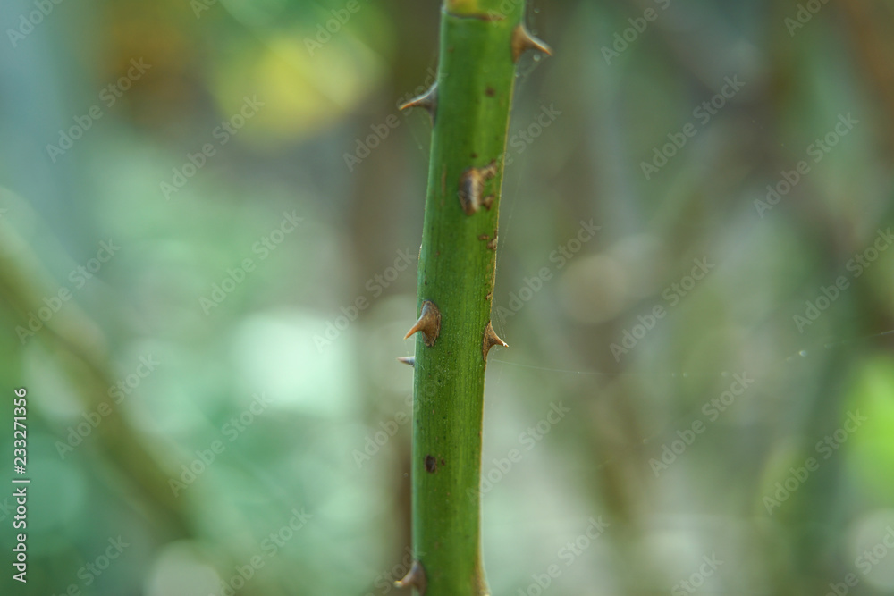 Fragment of a trunk of a rose with thorns. Fragment of a trunk of a rose with thorns.